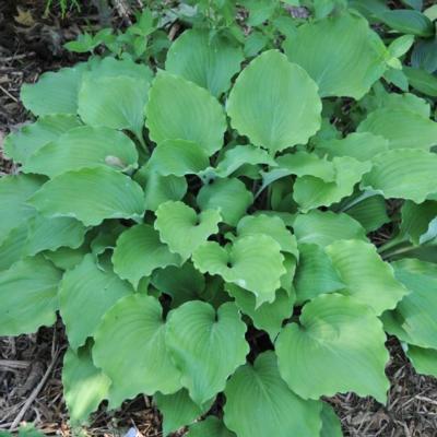 Hosta 'Marilyn Monroe'